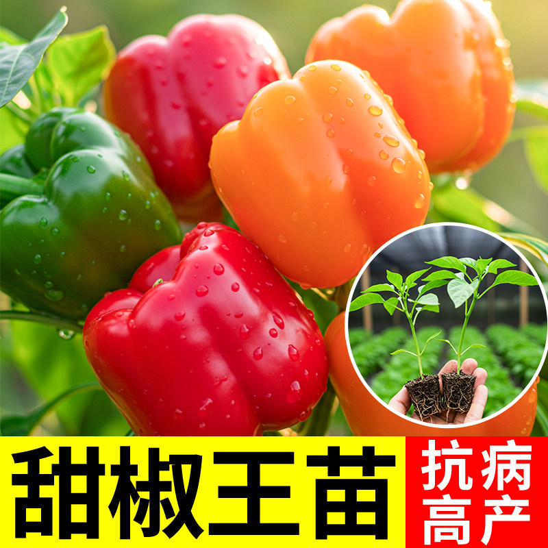 五彩水果甜椒生吃秧苗有机阳台种植物蔬菜盆栽室内红黄绿四季高产