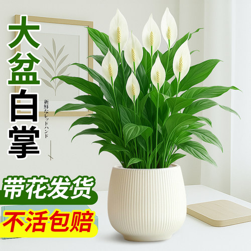白掌一帆风顺盆栽办公室内绿植