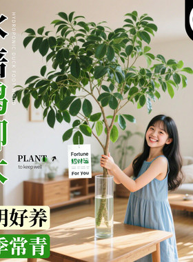 鸭脚木八方来财南天竹马醉木