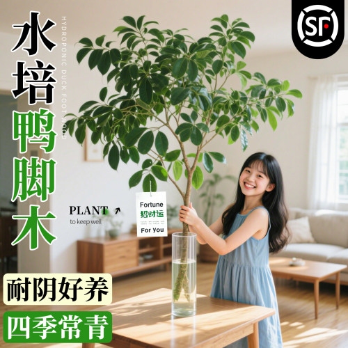 鸭脚木八方来财南天竹马醉木