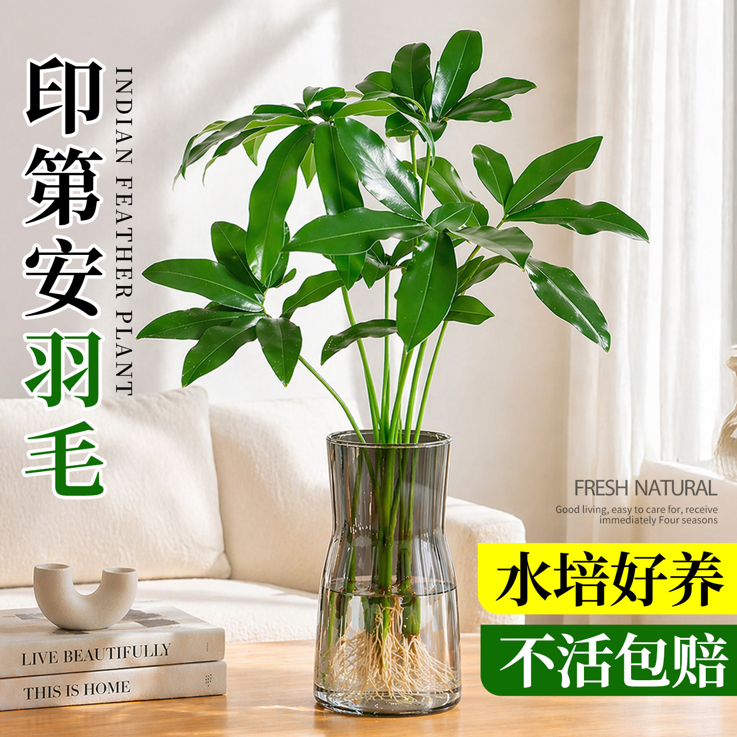 水培植物印第安羽毛室内盆栽水养绿植五子登科四季常青懒人好养活