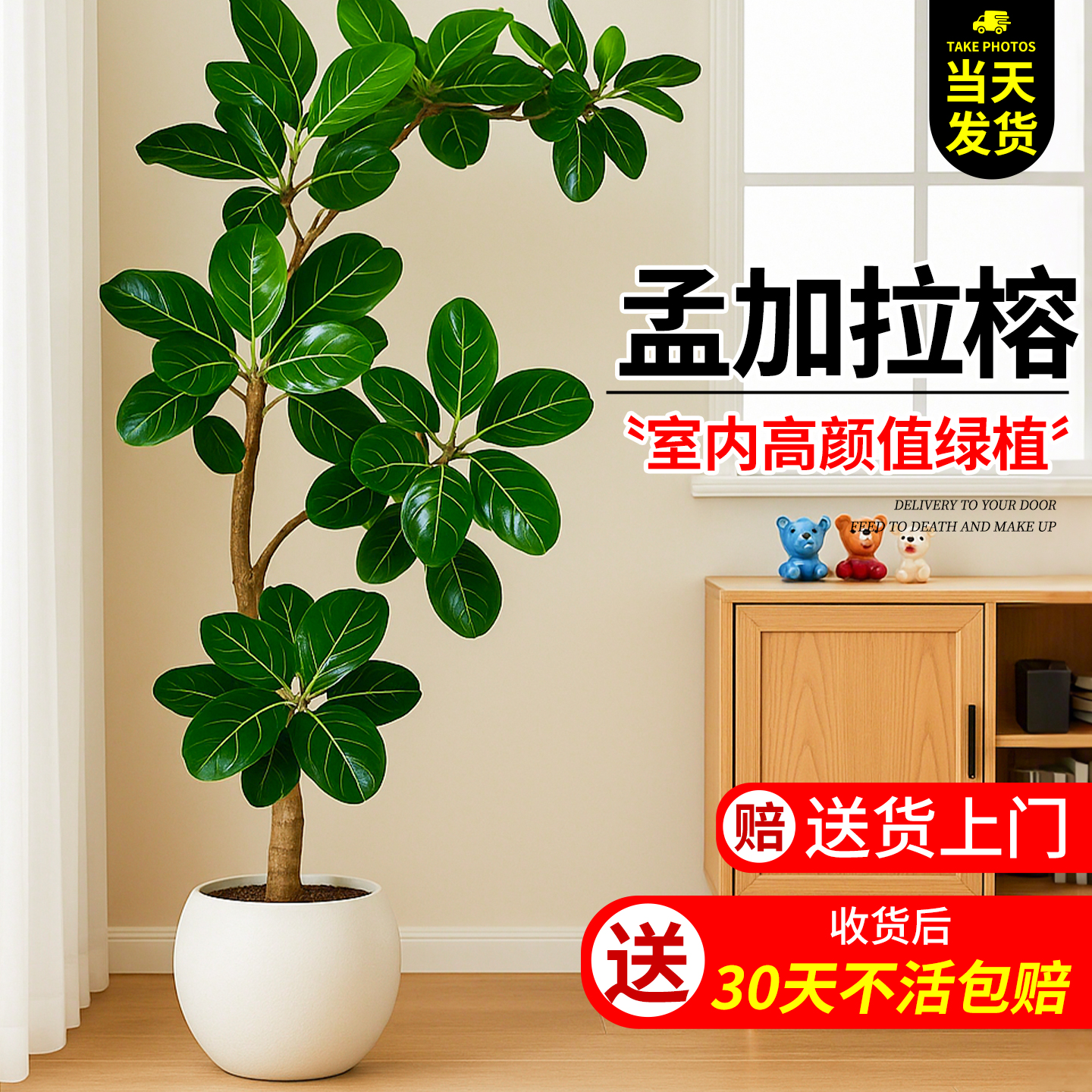 孟加拉榕办公室绿植室内大型盆栽高级感客厅旺宅植物摆件落地造景