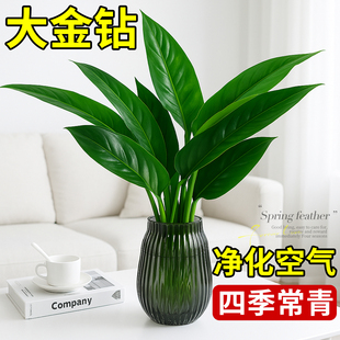 金钻盆栽净化空气绿萝水培植物绿植四季 常青办公室内桌面摆件好养