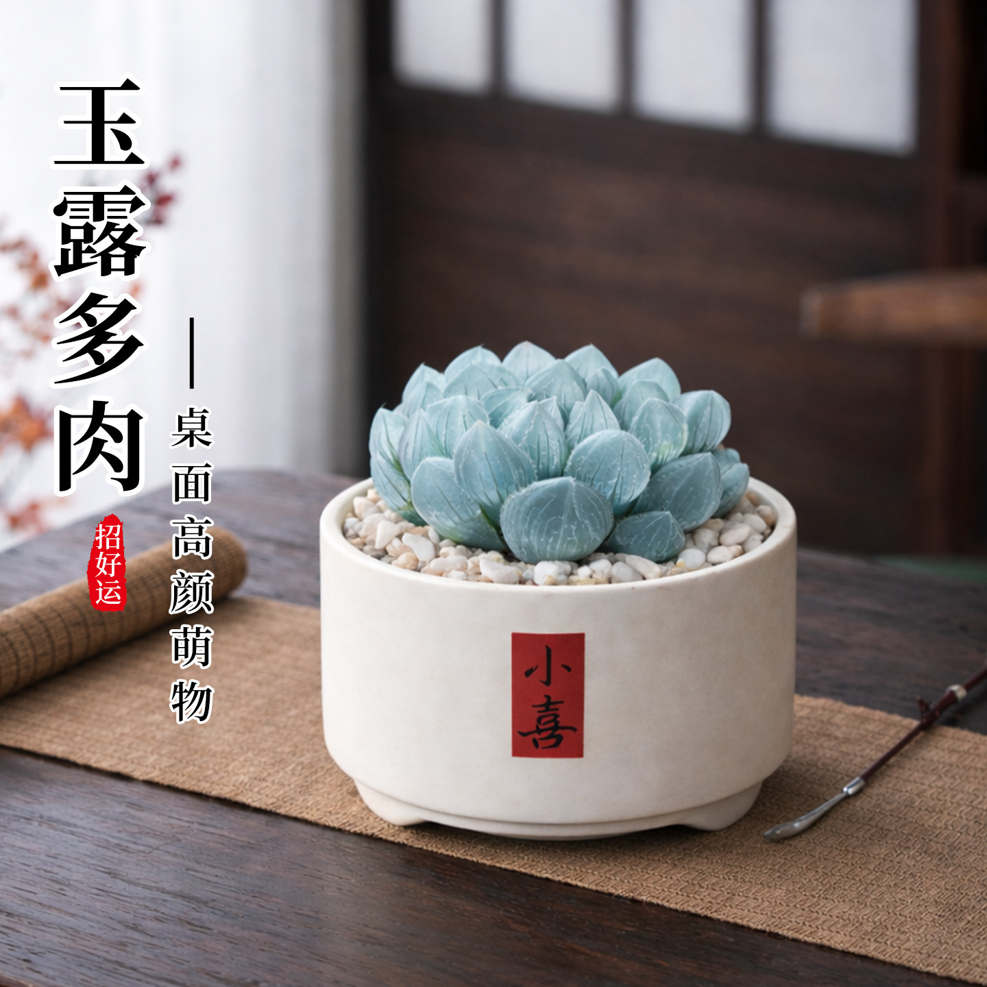蓝镜玉露水晶蓝色多肉植物罕见花卉小盆栽绿植老桩室内大颗好养活