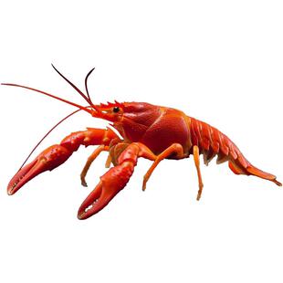 观赏鳌虾冷水小龙虾观赏宠物苗活体淡水水族鱼缸小型鱼混养