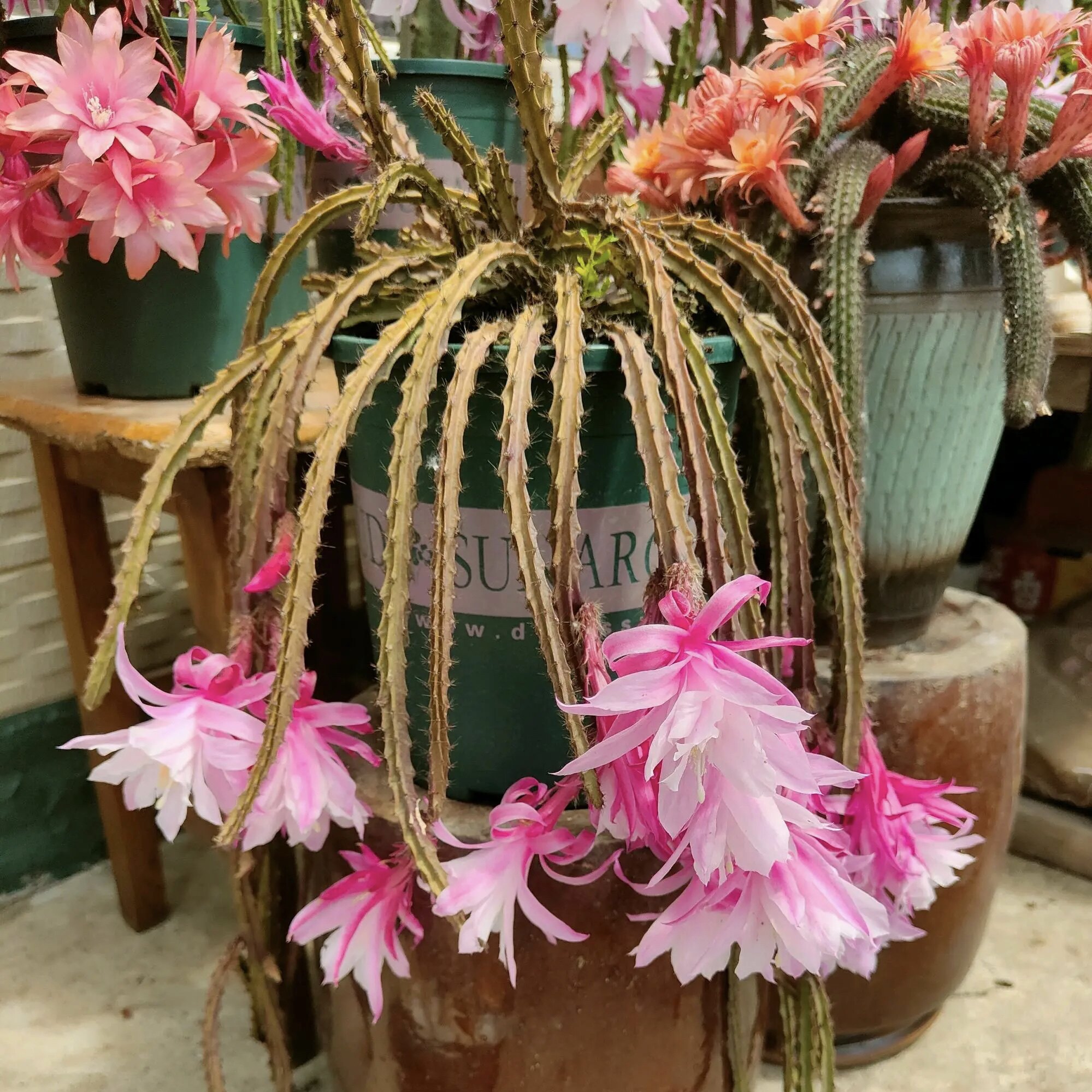 仙人掌科鼠尾令箭荷花白檀金妞垂吊嫁接枝条扦插阳台勤开花绿植