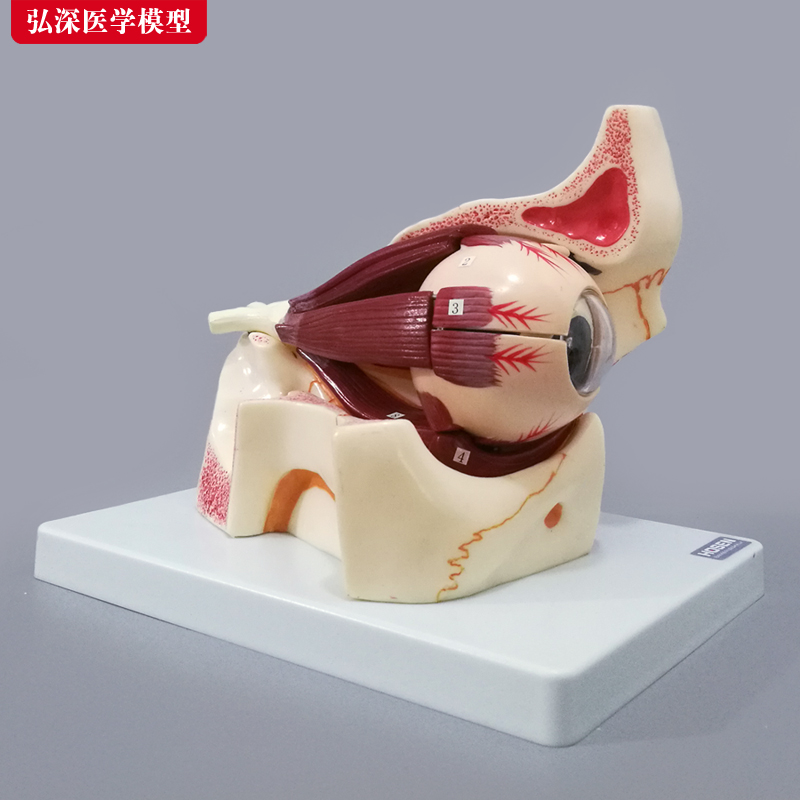 眼球模型放大解剖肌肉视神经