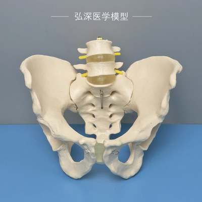 人体骨盆带腰椎模型医学教学模具