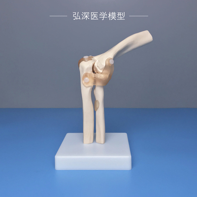 人体肘关节模型医学教学模具