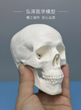 缩小型头骨模型可拆解