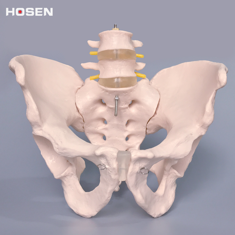 人体骨盆模型盆骨带二节腰椎脊椎髋骨骼结构解剖骨科医学教学模具