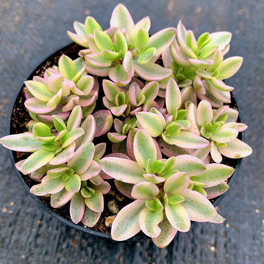 雨心锦 景天科 青锁龙属 多肉植物 满38包邮