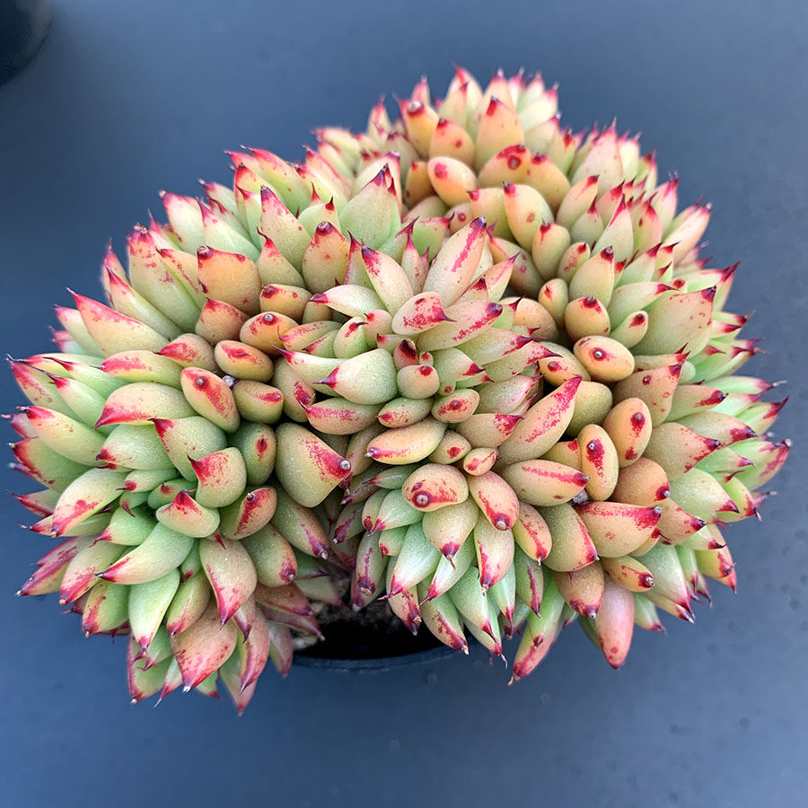 艾克魂 缀化多肉 景天科 多肉植物 满38包邮
