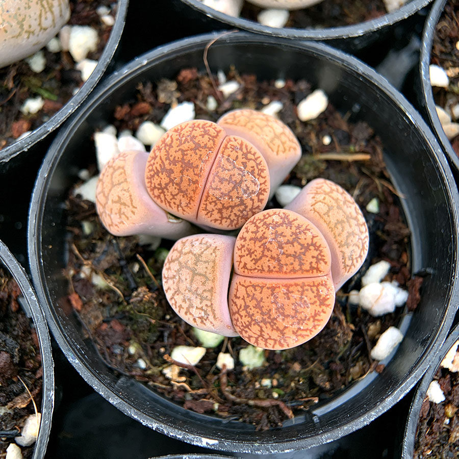 一箭之遥母本群生 紫勋x灵耀 番杏科 生石花属 多肉植物