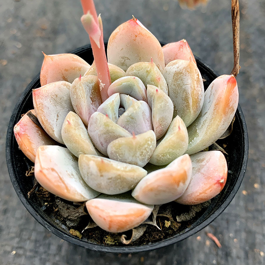 雪兔 雪莲杂交 景天科 多肉植物