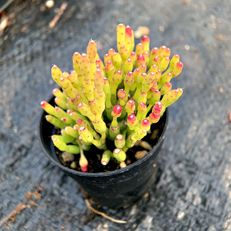 猿恋苇 木偶人 多肉植物  仙人掌科丝苇属
