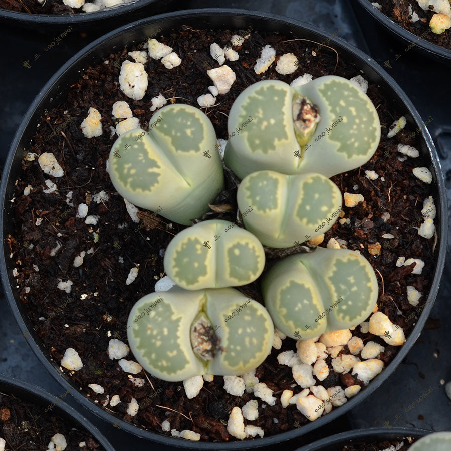 李夫人群生  番杏科 生石花 多肉植物 满38包邮