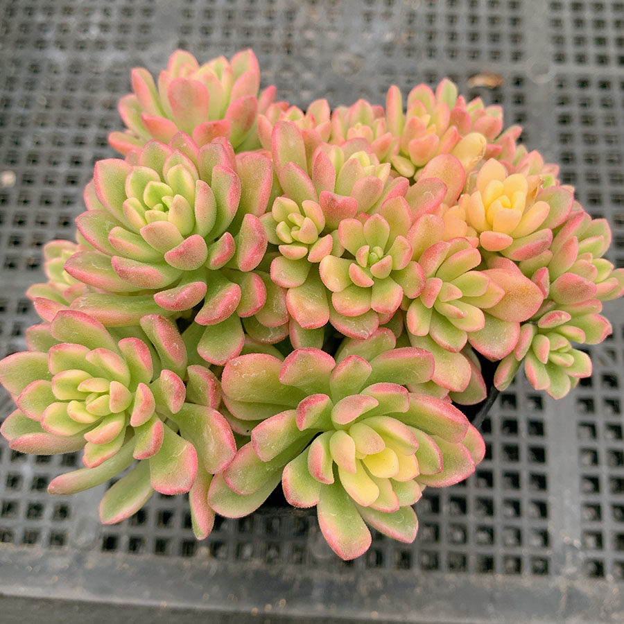 塔洛克锦 群生 景天科 多肉植物