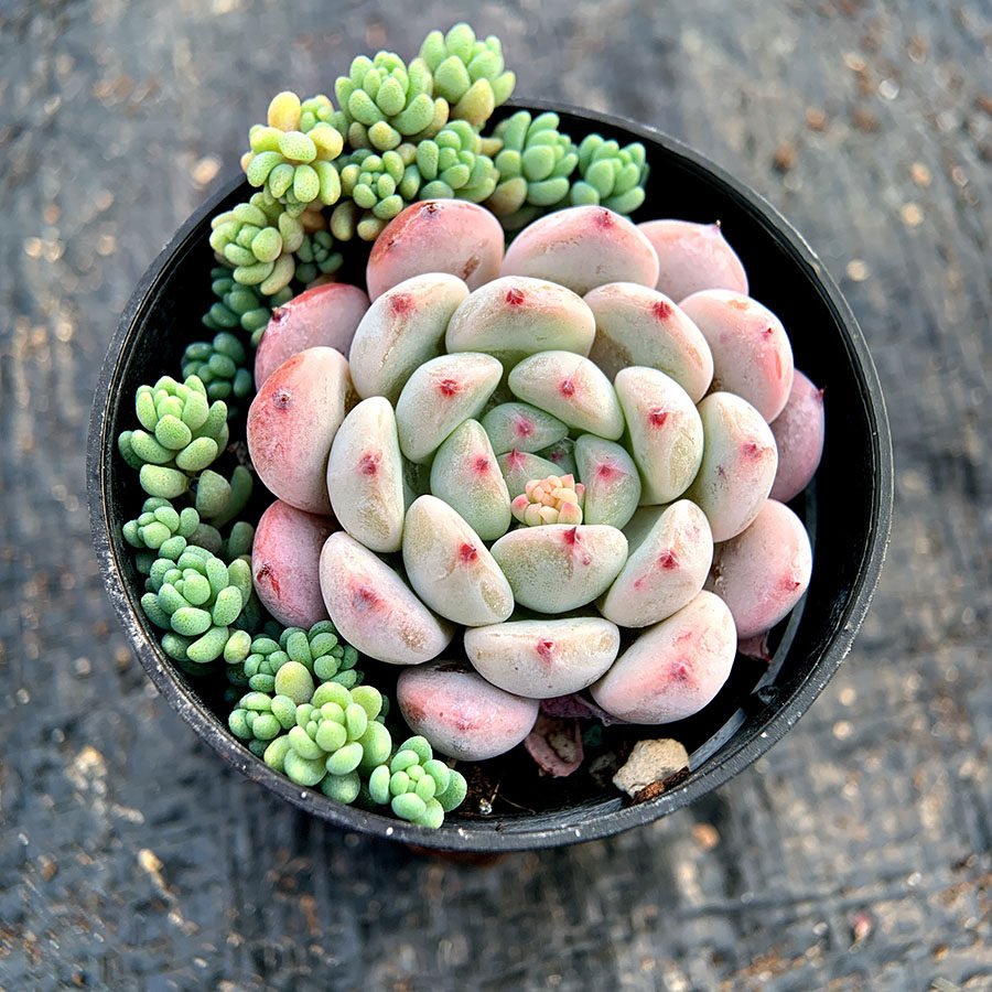 雪爪 雪莲杂交 景天科 多肉植物 满38包邮