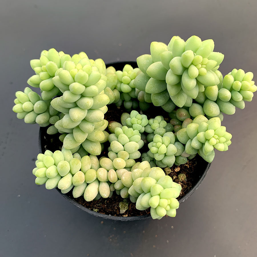 新玉缀群生 景天科 多肉植物 满38包邮