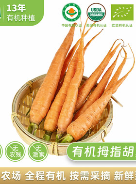 拇指拇指胡萝卜新鲜采摘