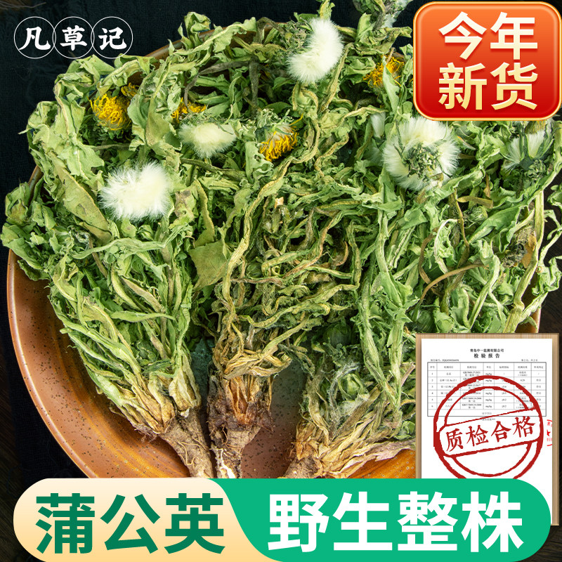 蒲公英正品新货野生500g蒲公英中药材新鲜蒲公英泡水喝蒲公英茶根