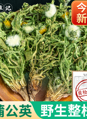蒲公英正品新货野生500g蒲公英中药材新鲜蒲公英泡水喝蒲公英茶根