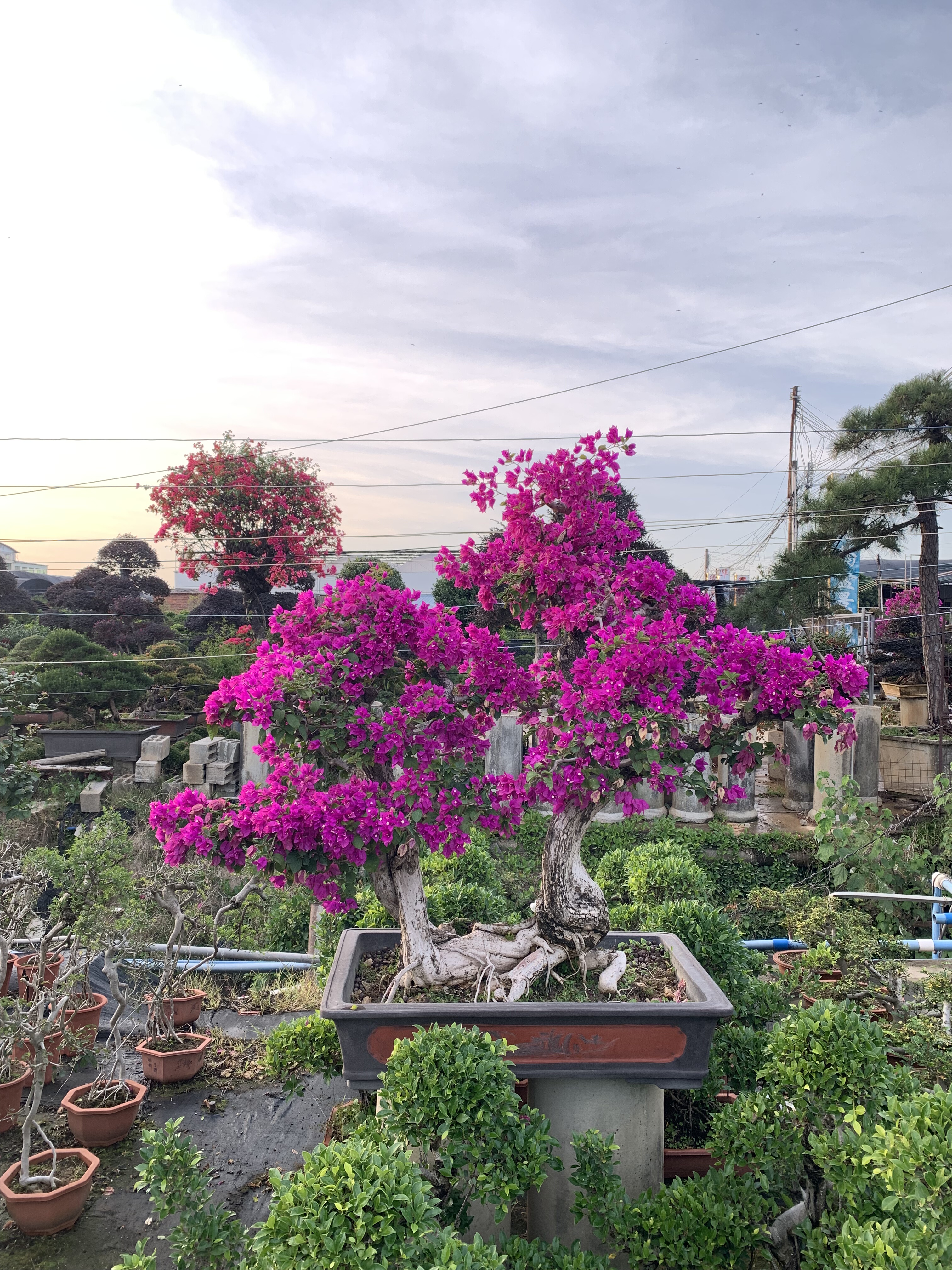特大型三角梅盆景造型老桩庭院开花绿植室内盆栽四季常青好养活