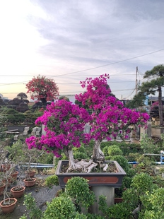 常青好养活 特大型三角梅盆景造型老桩庭院开花绿植室内盆栽四季