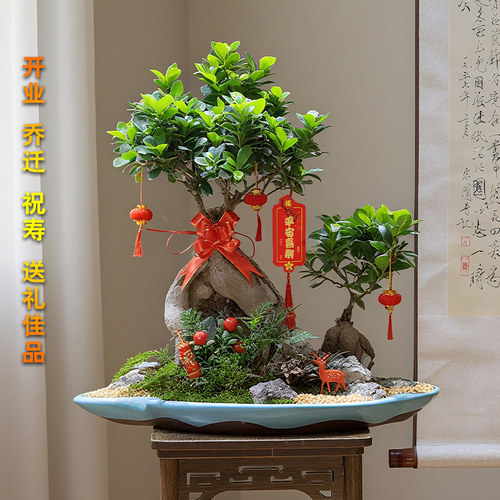 开业乔迁送礼绿植摆件