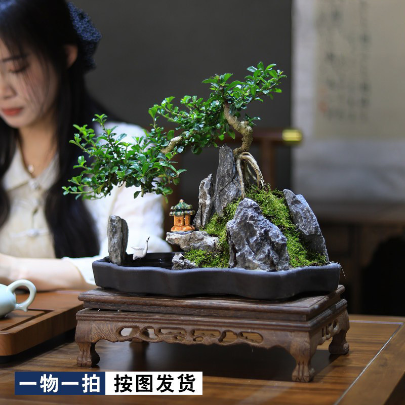 桌面假山高端小盆景造型福建茶树桩植物室内客厅摆件绿植茶室盆栽