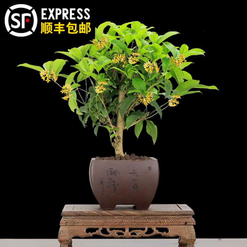 桂花盆景老桩四季桂金桂含盆浓香型造型树桩客厅植物花卉绿植盆栽
