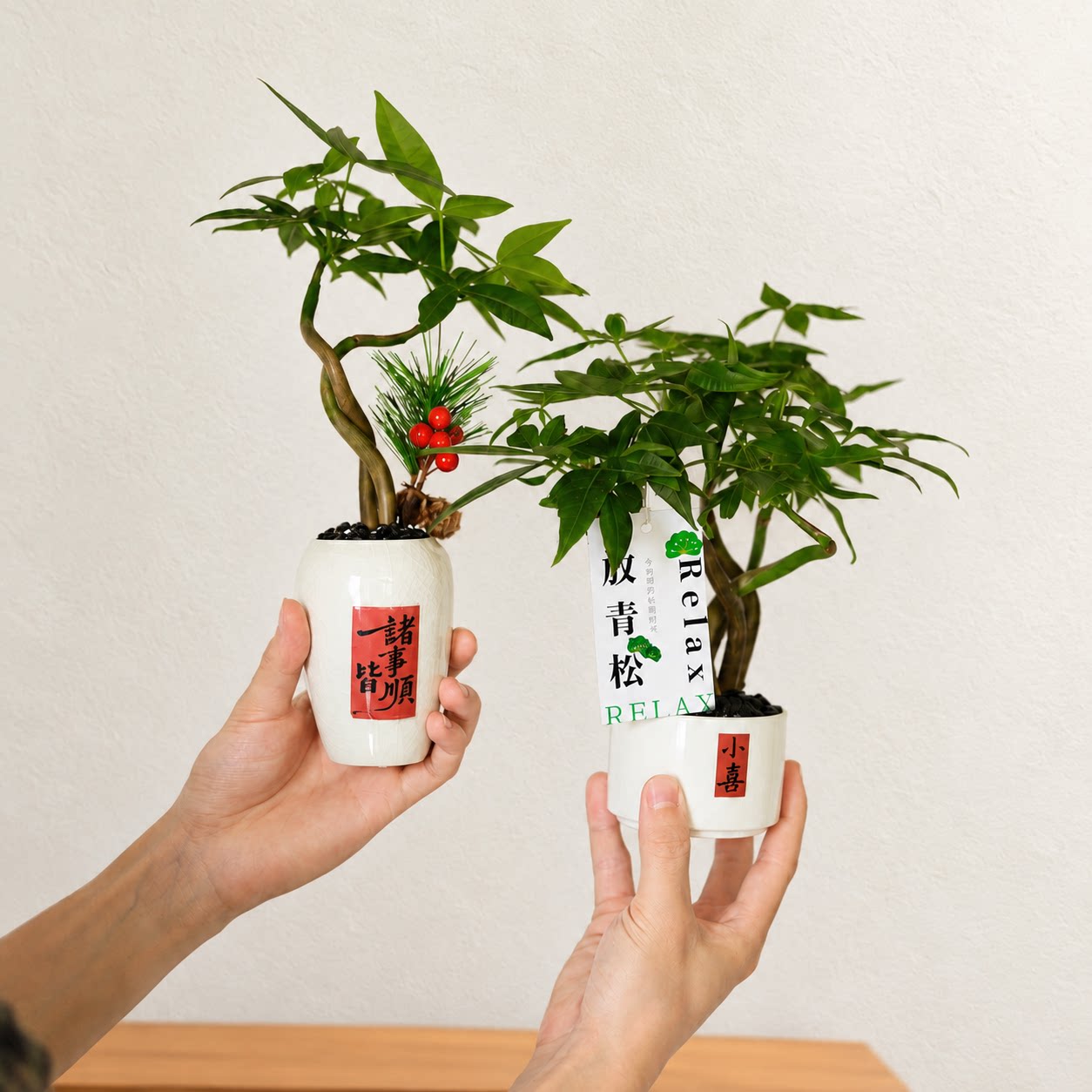 适合放卫生间的绿植发财树小盆栽
