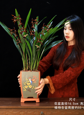 兰花盆栽墨兰企黑高贵品种绿植花卉室内办公室客厅植物高档盆景