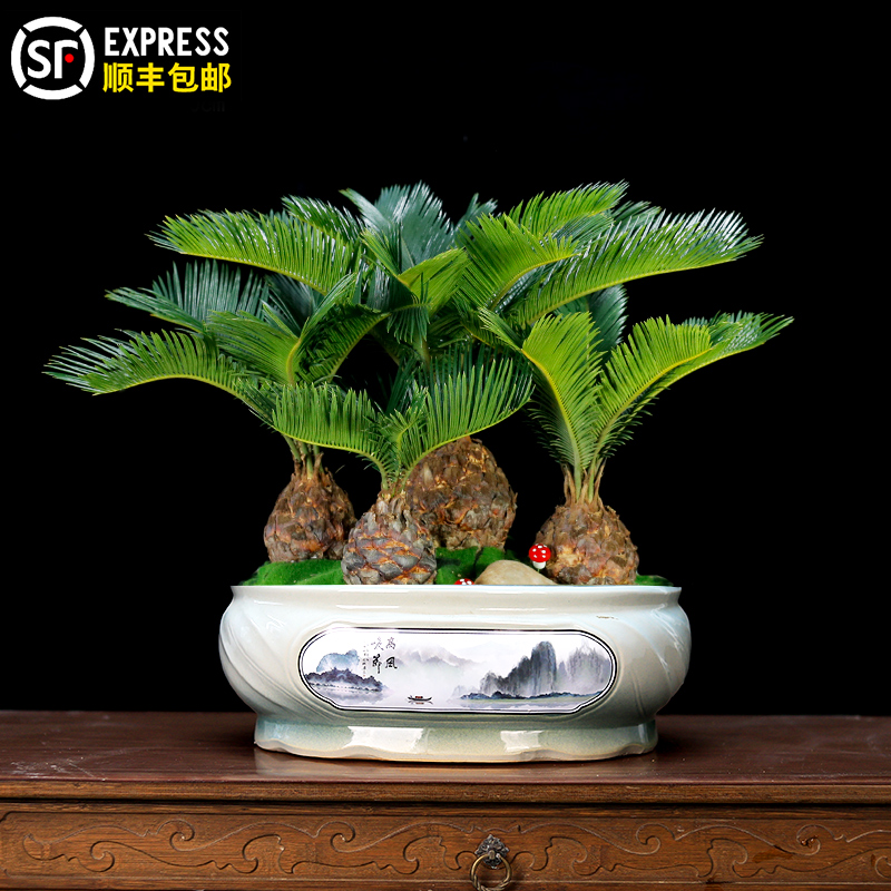 大型多头铁树盆景鲜活到家