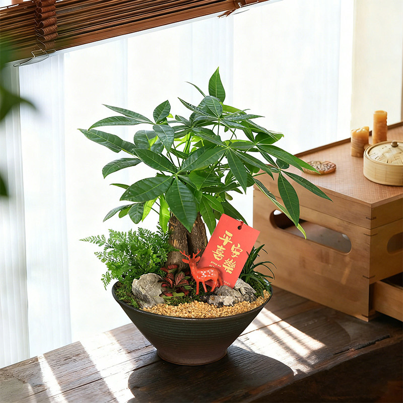 客厅旺宅绿植发财树盆栽办公室内桌面植物开业乔迁送礼招财金钱树