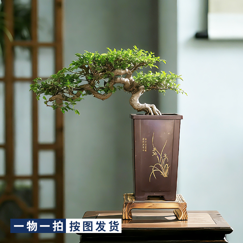 小叶榆树盆景一物一拍