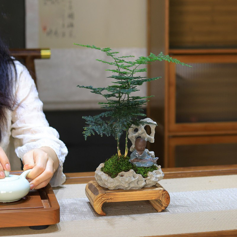 高品质文竹大叶矮桩绿植盆栽