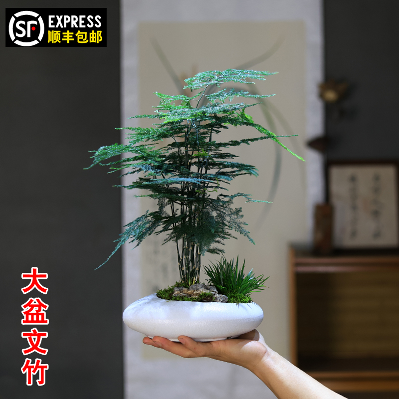 办公室文竹盆栽桌面绿植茶几摆件