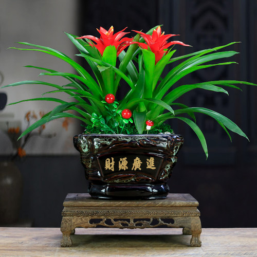 凤梨红掌价格 多少钱