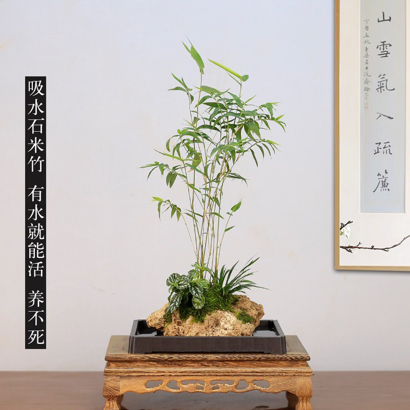 吸水石米竹盆栽附石菖蒲