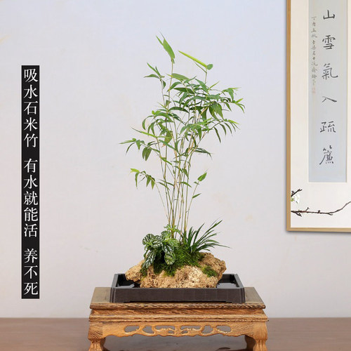 吸水石米竹盆栽附石菖蒲