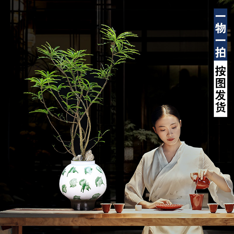 海岛叶下珠盆景老桩植物室内客厅茶室大型网红绿植中式禅意盆栽