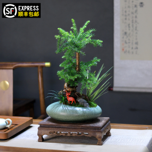 澳洲杉盆景造型树桩不老松绿植室内客厅办公室盆栽茶室植物摆件
