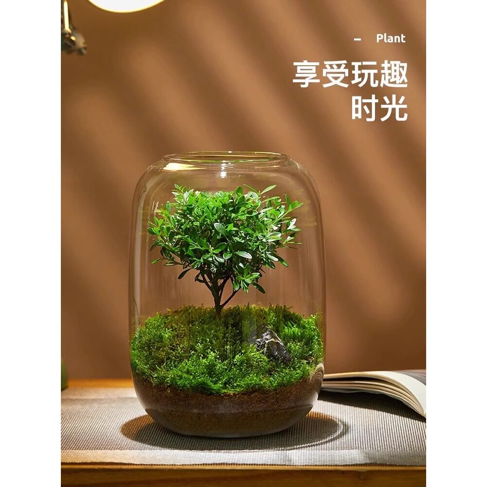 醒兀创意礼品生命之树微景观摆件