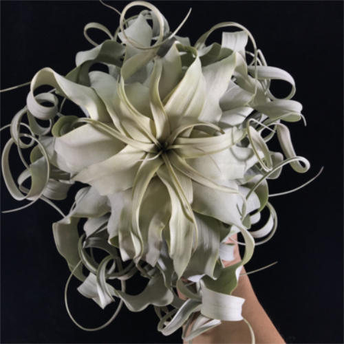 空气凤梨大中小型柳叶霸王除甲醛室内办公桌盆栽绿植花卉