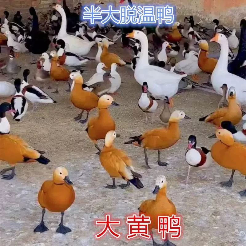 正宗翘鼻鸭半斤左右活体小鸭子观赏鸭半大鸭苗大黄鸭活苗红鼻子鸭