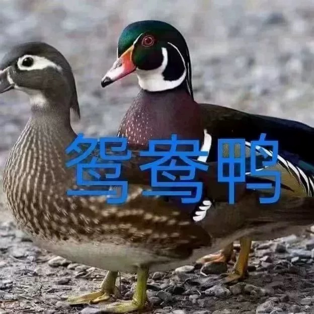 正宗鸳鸯鸭网红七彩鸳鸯鸭子可观赏可养殖鸭苗活的鸳鸯小鸭子便宜