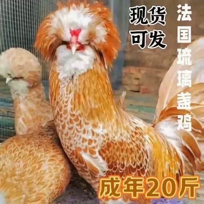 新品种黄金波兰帽子鸡观赏鸡琉盏鸡活苗纯种帽子鸡半大小鸡宠物鸡