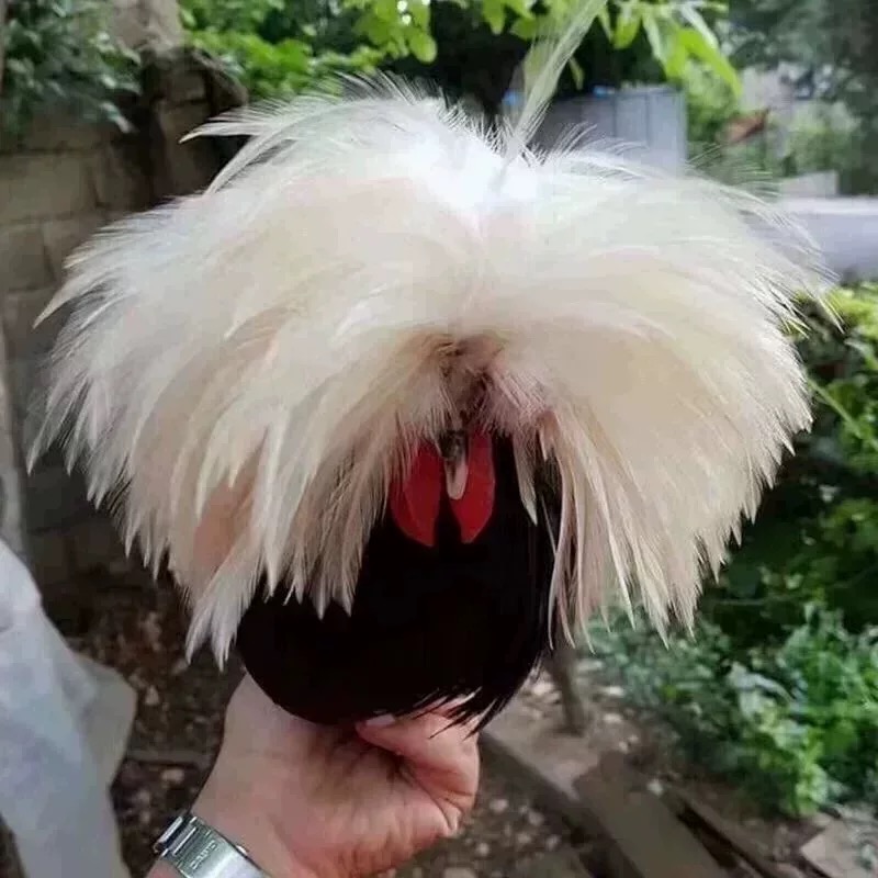 新品白头翁帽子观赏鸡蛋包受精率帽子鸡种蛋宠物鸡受